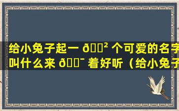 给小兔子起一 🌲 个可爱的名字叫什么来 🐯 着好听（给小兔子起一个可爱的名字叫什么来着好听点）